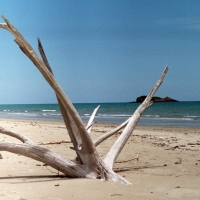 Daintree, Australia